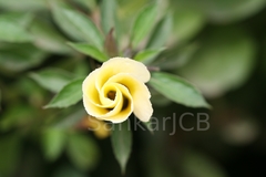 Turnera ulmifolia